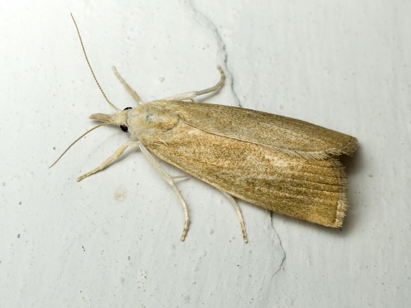 Lepidoptera